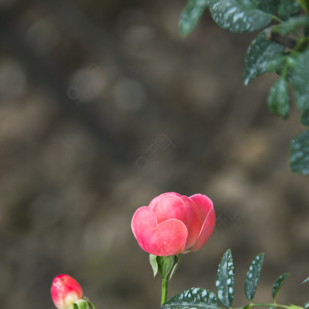 花卉攝影素材玫瑰與花苞