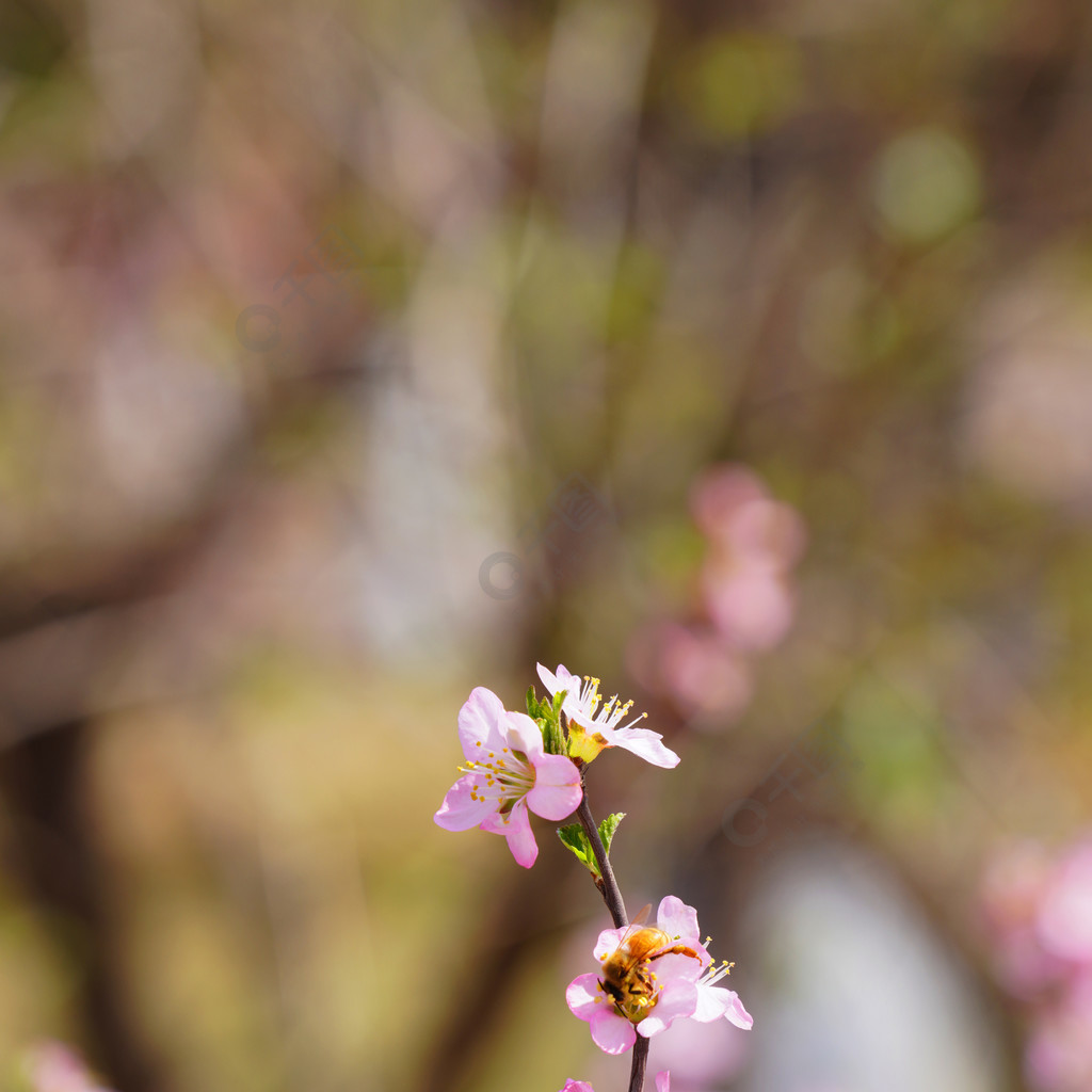 春天自然風景春暖花開桃花花開1年前發佈