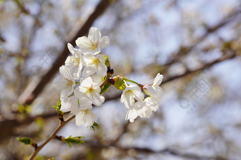 春天自然風景公園花草樹木梨花