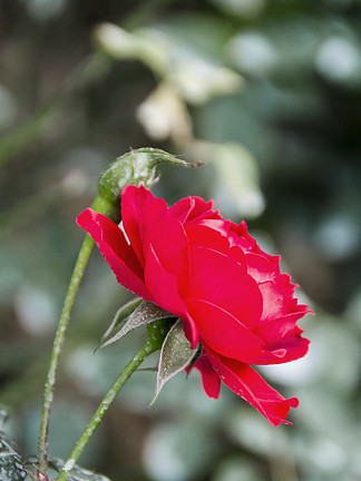 大红玫瑰花图片生肖图片