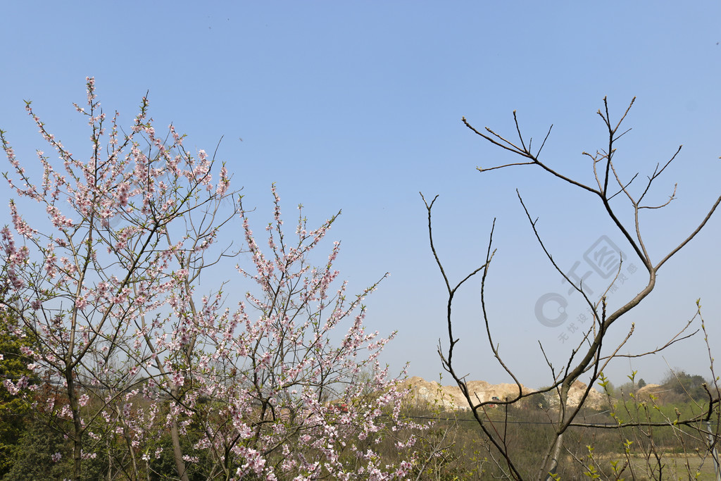 榮枯對比桃花對枯枝