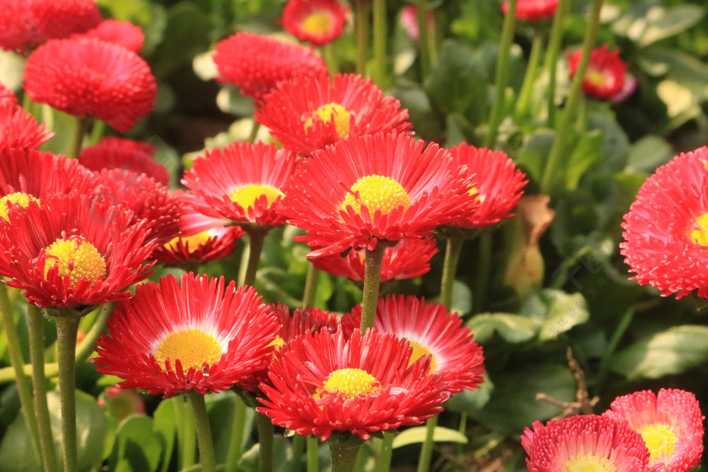 春天植物紅色花朵花海特寫