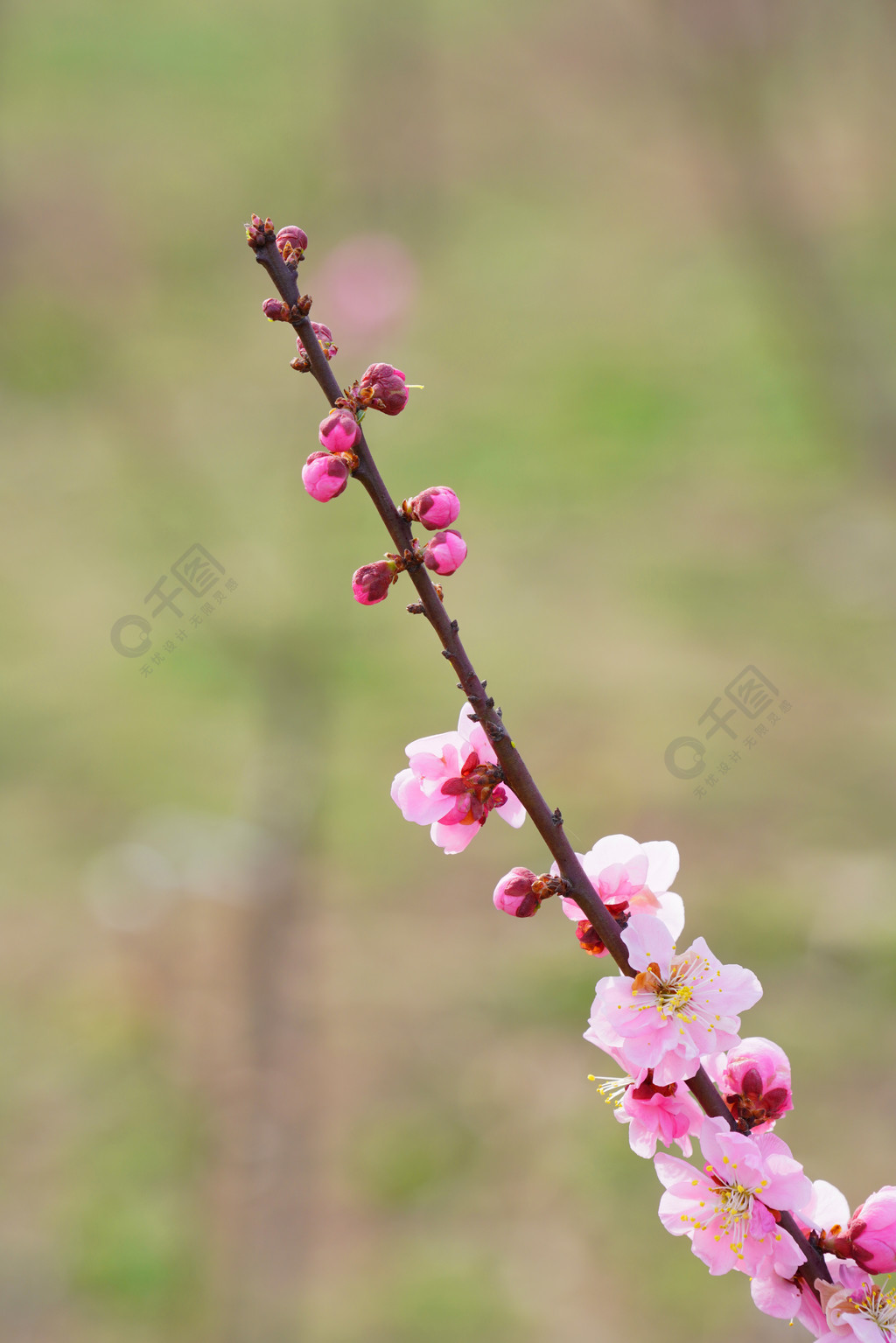 春天自然風景桃花花開花枝半年前發佈