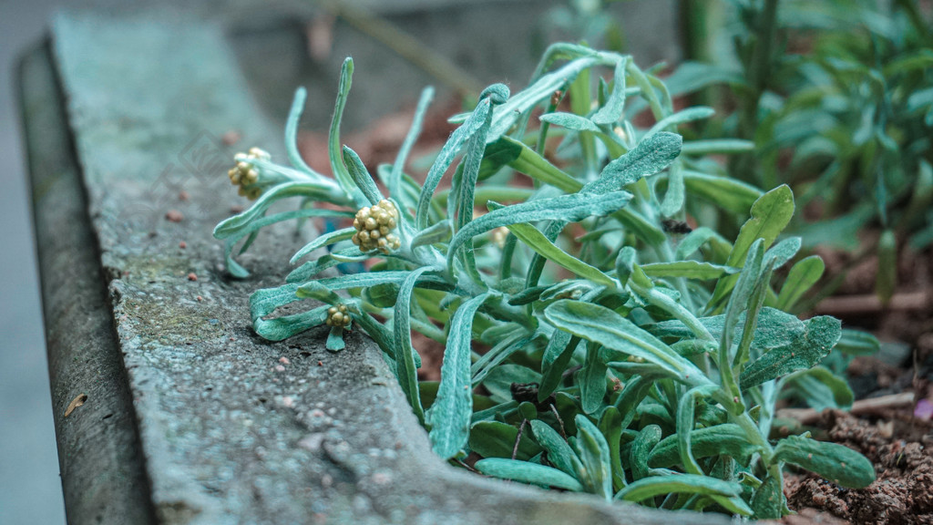 鼠曲草花草植物特写