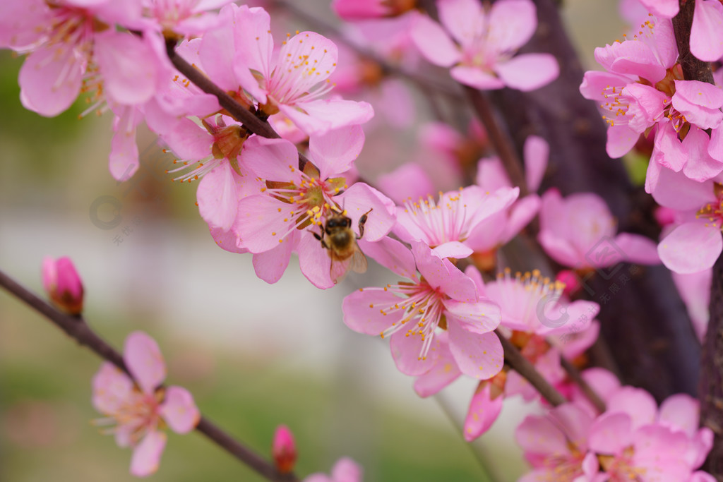 春天自然風景桃花花開蜜蜂採蜜