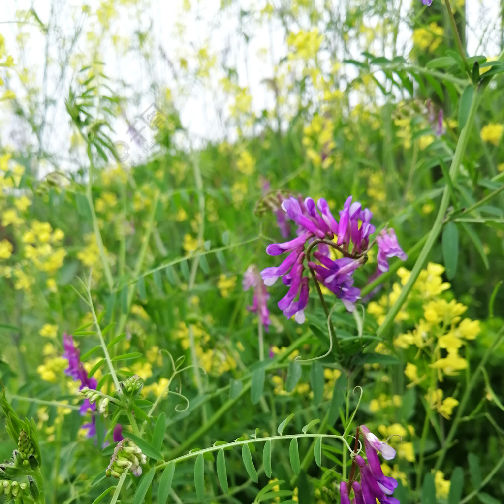 對比色鄉間小花野花黃紫對比油菜花背景