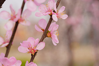 春天自然風景桃花花開花枝