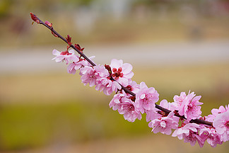 春天自然風景粉色桃花花開