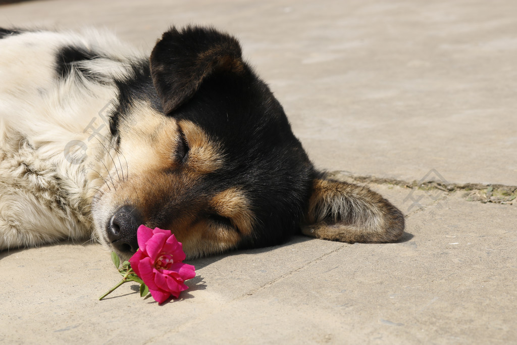 柴犬叼玫瑰图片