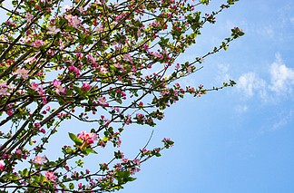 【春天花草風景高清圖片】圖片免費下載_春天花草風景高清圖片素材