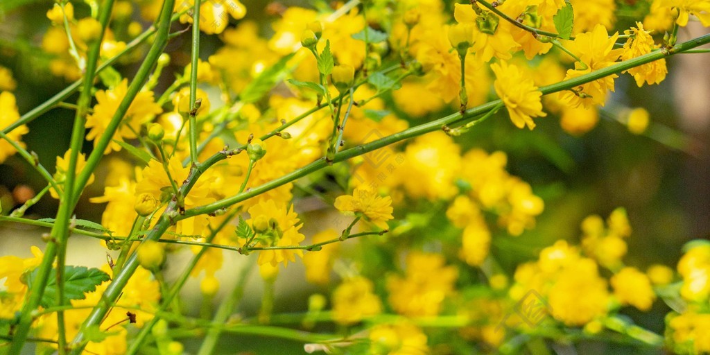 野菊花植物春天野外