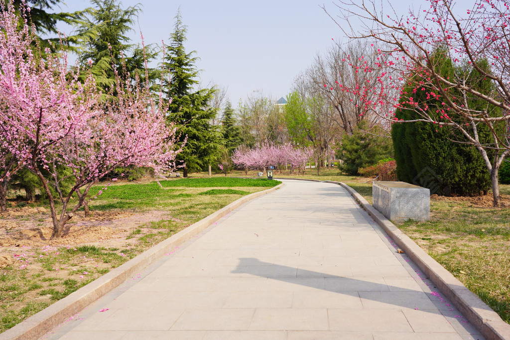 春天自然風景公園桃花花開