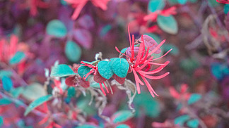 植物花卉红花小花朵特写背景素材