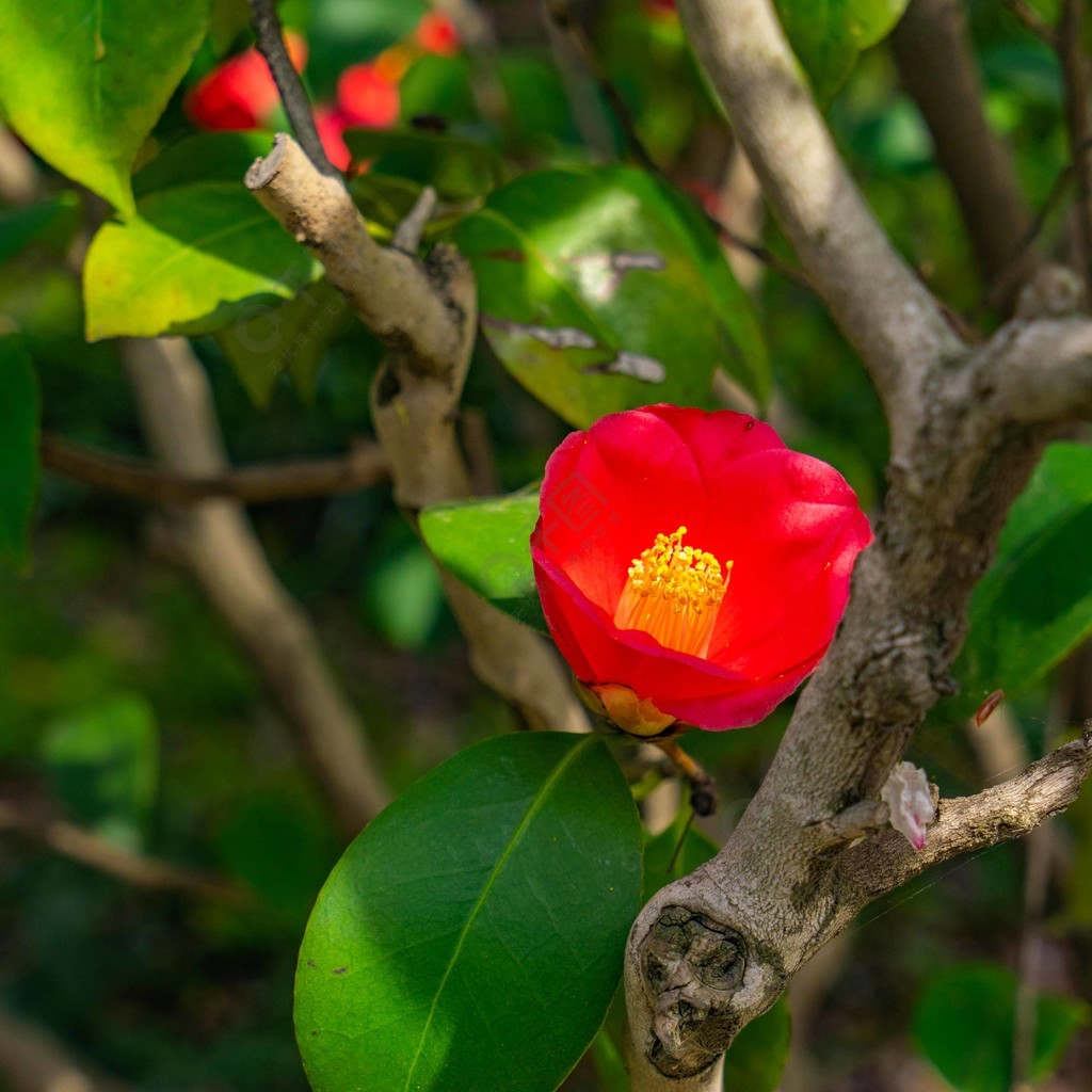 红色山茶花(红色山茶花的寓意和象征)