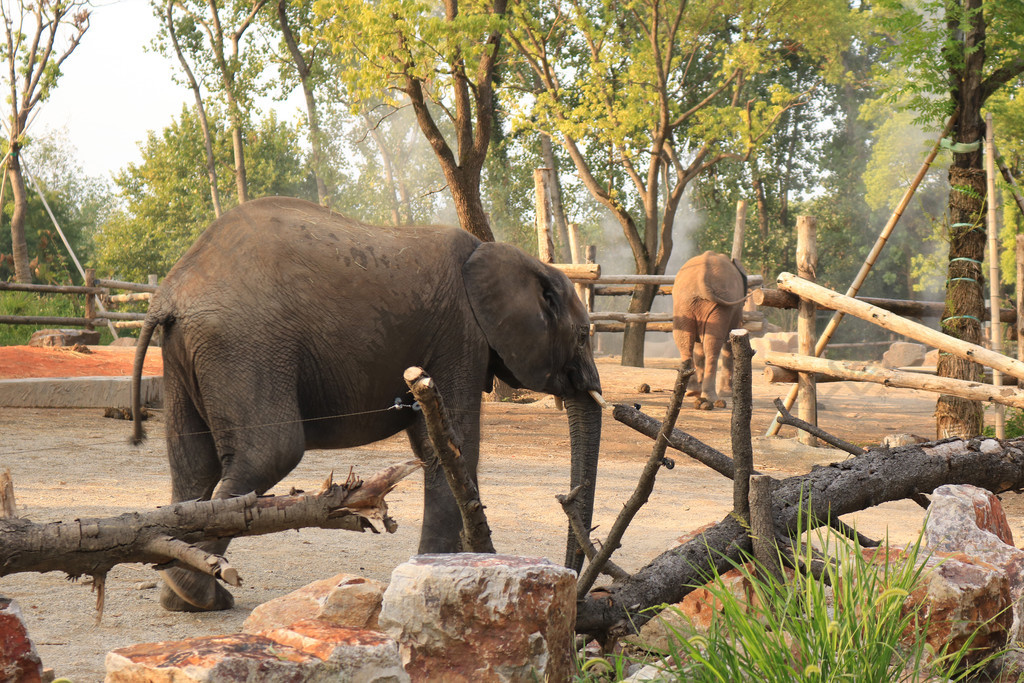 動物園野生動物大象遠景動物植物免費下載_jpg格式_8000像素_編號