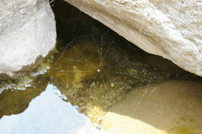 河流上方的蜘蛛网