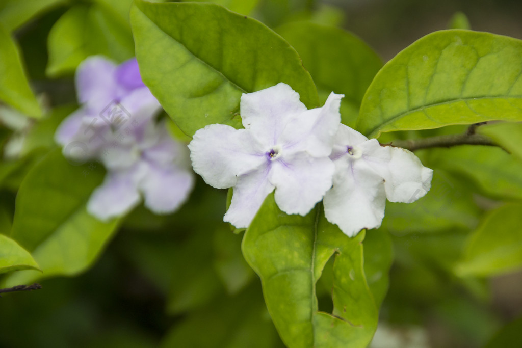 鲜花摄影素材白色鸳鸯茉莉