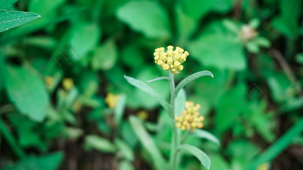 植物小花朵特写简单大气背景图壁纸