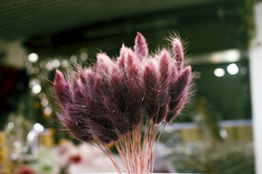 紫红色染色兔尾草