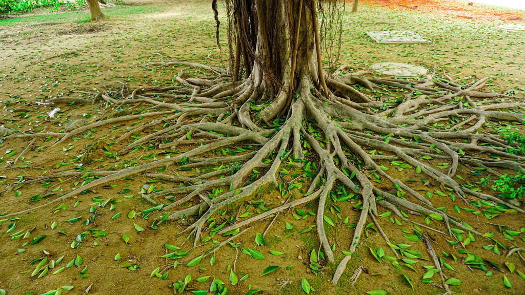 植物树根特写大树根背景图壁纸