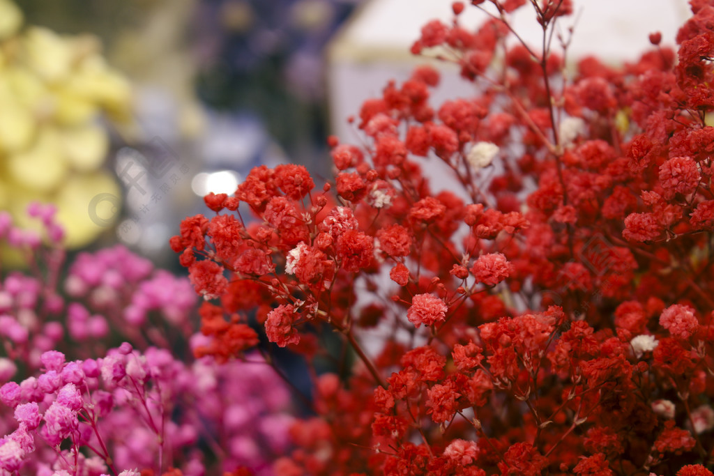 紅色永生花滿天星乾花