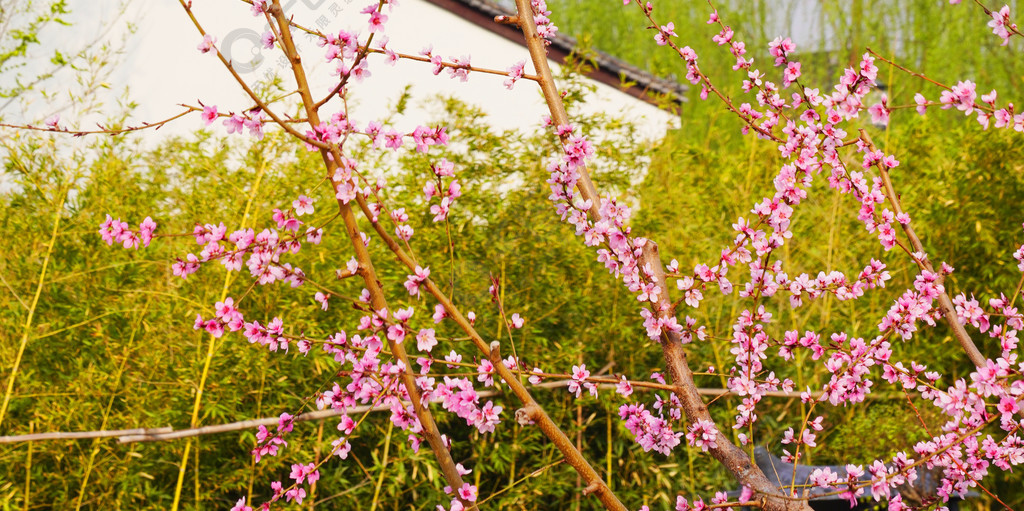 春天自然風景桃花花開春暖花開