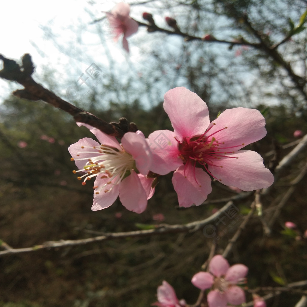 小清新桃花簡約春天圖片風景天氣