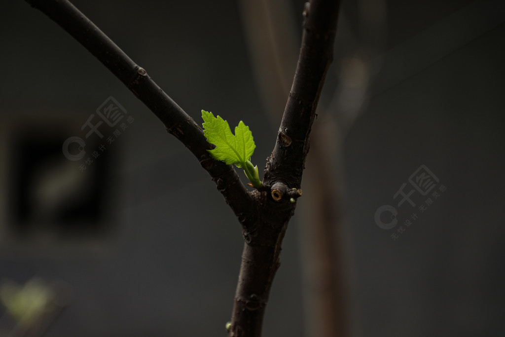 無花果樹雨後芽點萌芽1年前發佈