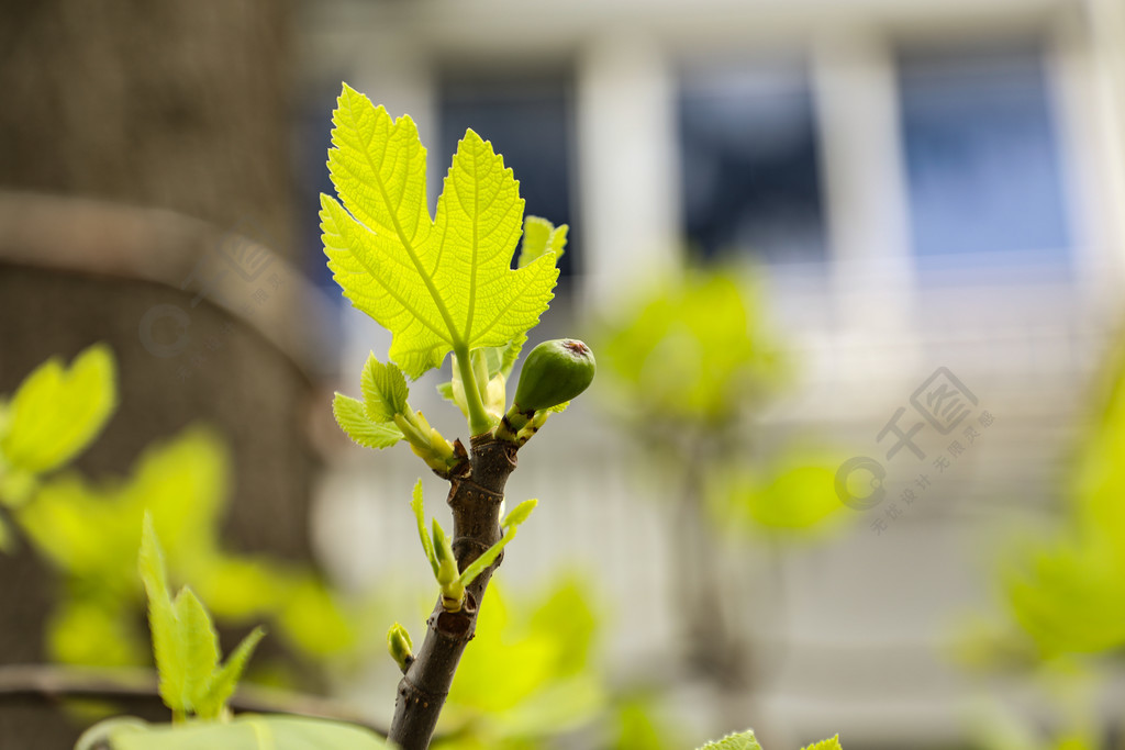 無花果樹雨後芽點萌芽和果實11年前發佈