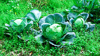 环保主题绿色蔬菜背景素材
