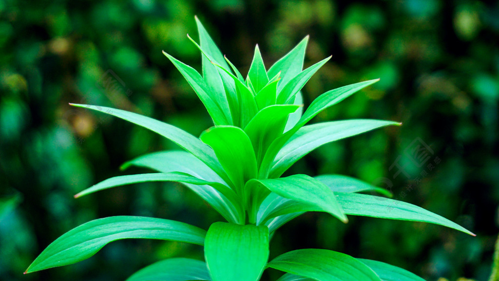 綠色植物特寫背景素材壁紙