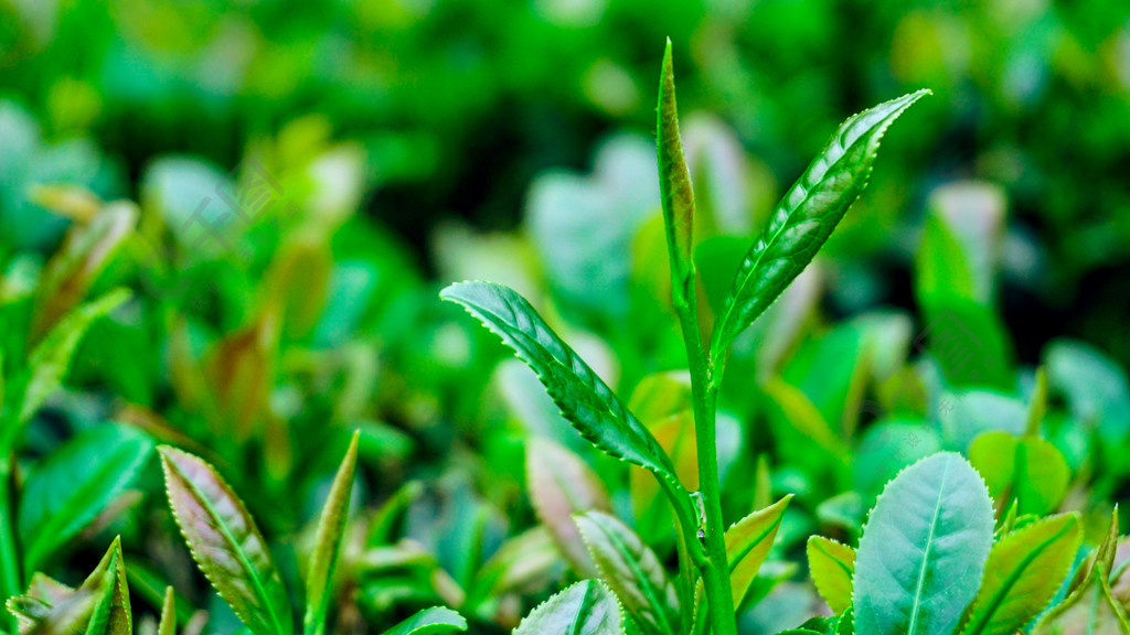 植物葉子特寫鐵觀音背景素材壁紙