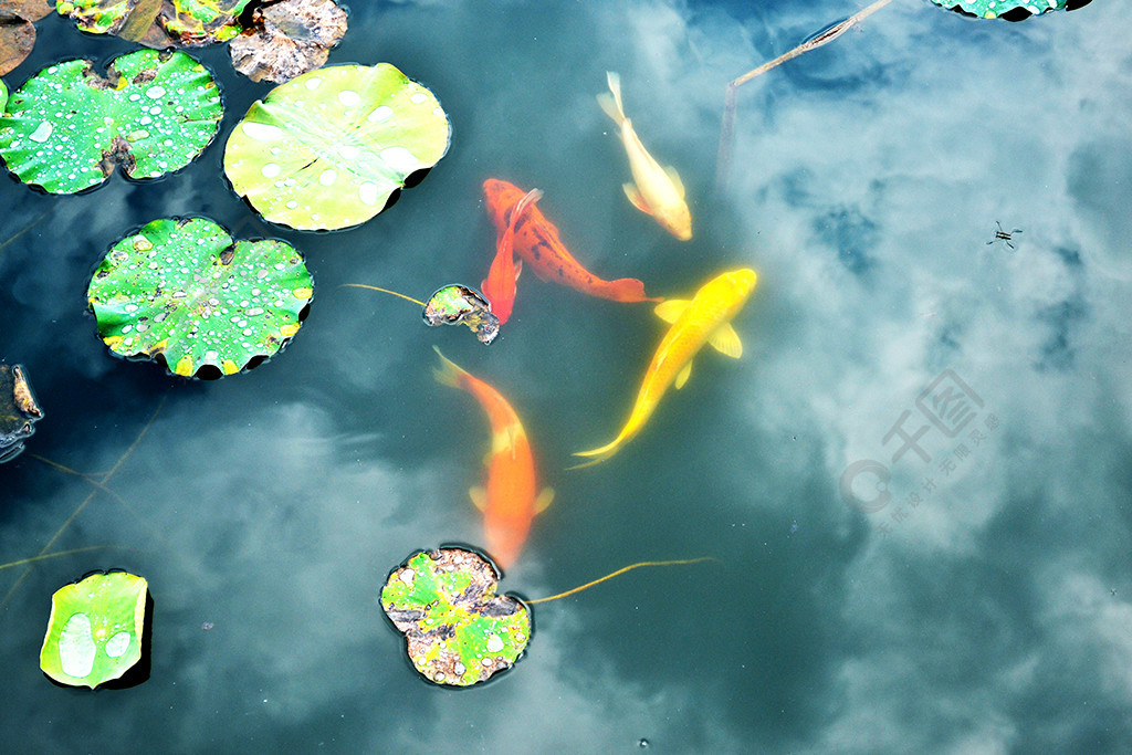 荷塘鯉魚錦鯉景色