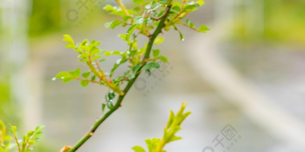 樹枝嫩芽植物春季雨水