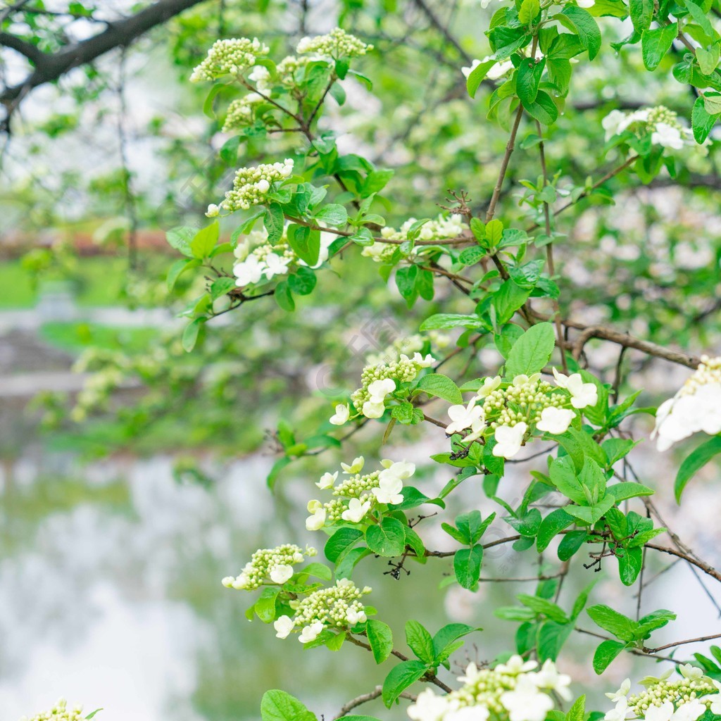 植物白色小花初春