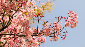 春季盛开粉色美丽垂丝海棠优雅植物花卉