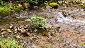 溪流中的一丛植物大自然深山老林石头小溪
