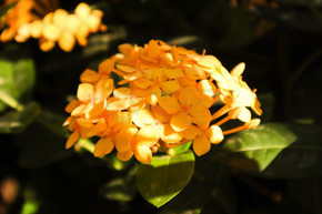 阳光下盛开的金黄色龙船花花卉植物自然