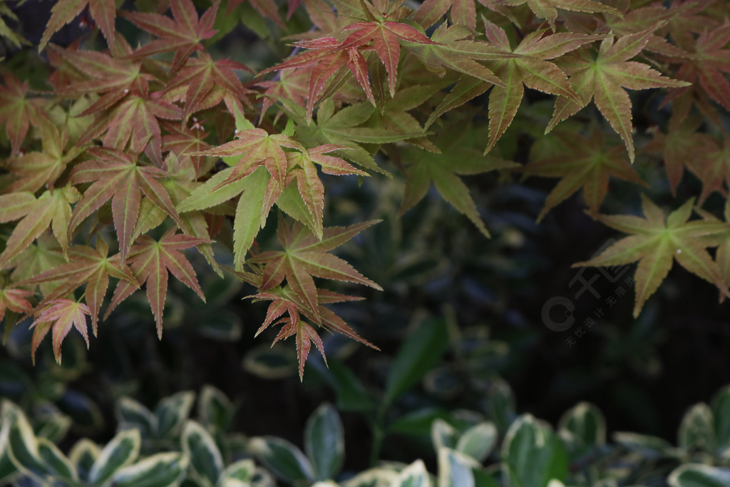 植物攝影紅楓樹的新葉子