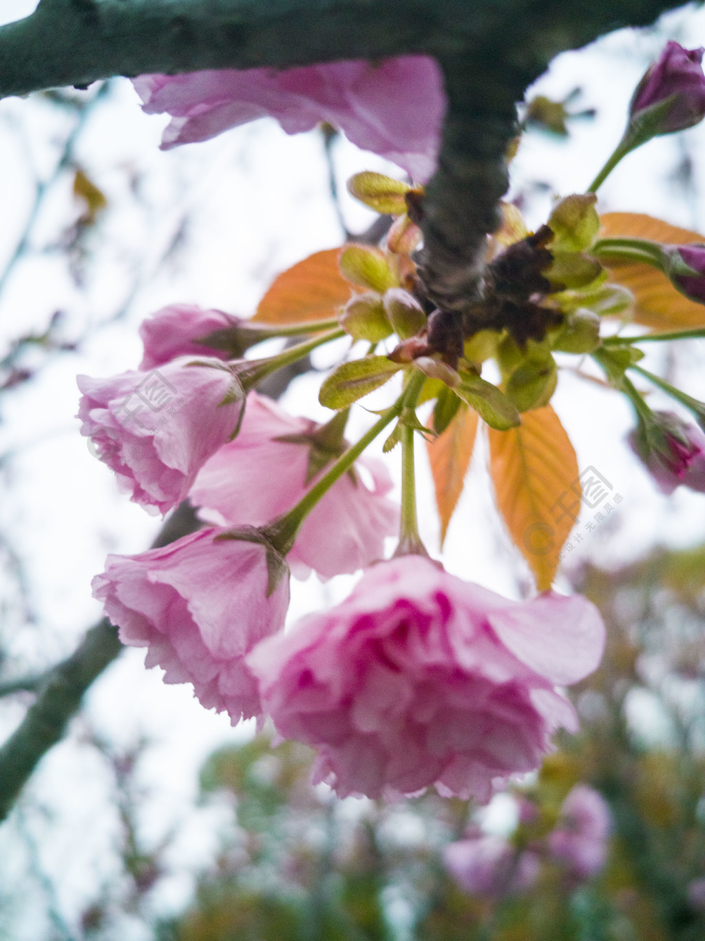 春天自然風景桃花開花樹木