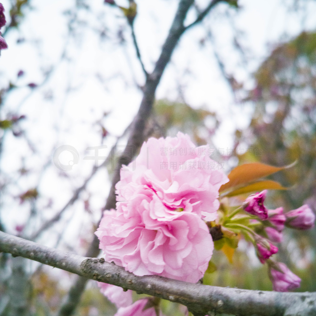 春 树 鲜花 性质 白 郁郁葱葱的树木 开花 盛开 开花的树图片免费下载 - 觅知网