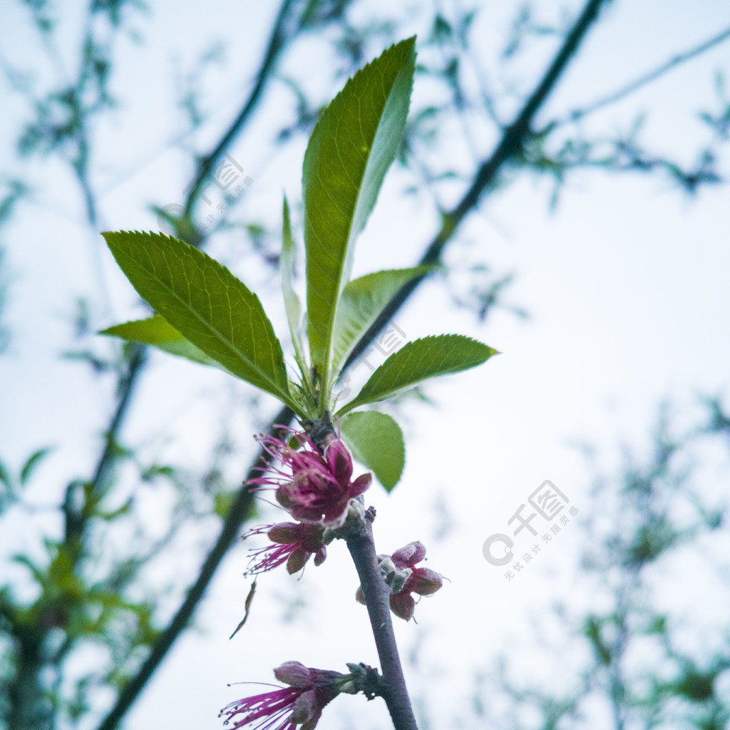 春天自然風景植物花枝花開