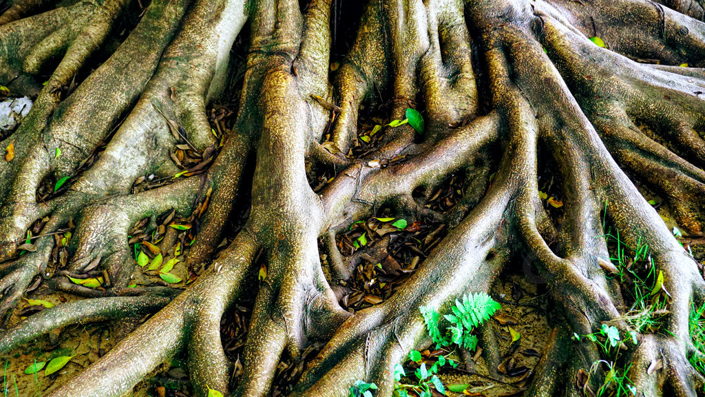 植物树根特写大树根背景图素材