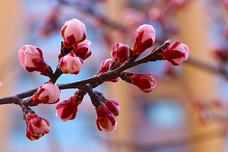 清新简约春天粉红色桃花花朵花瓣素材背景