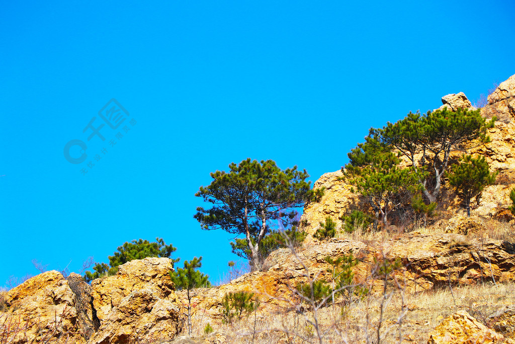 春夏山崖藍天下的綠色松柏松樹素材背景圖1年前發佈