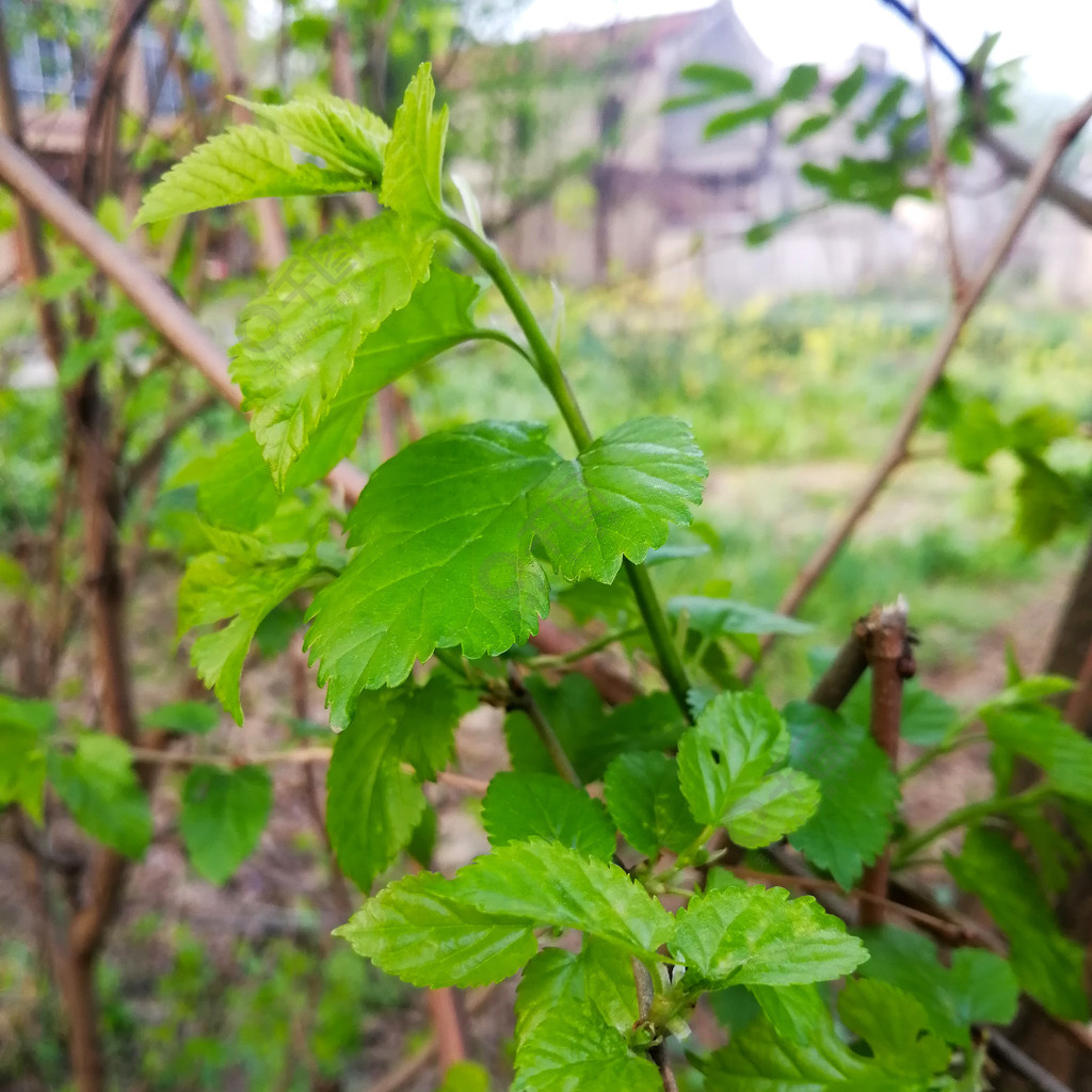 桑树刚发芽图片