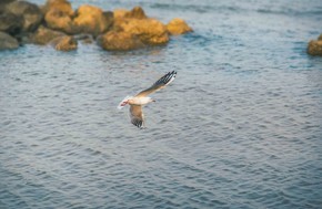海边礁石旁飞翔的海鸥