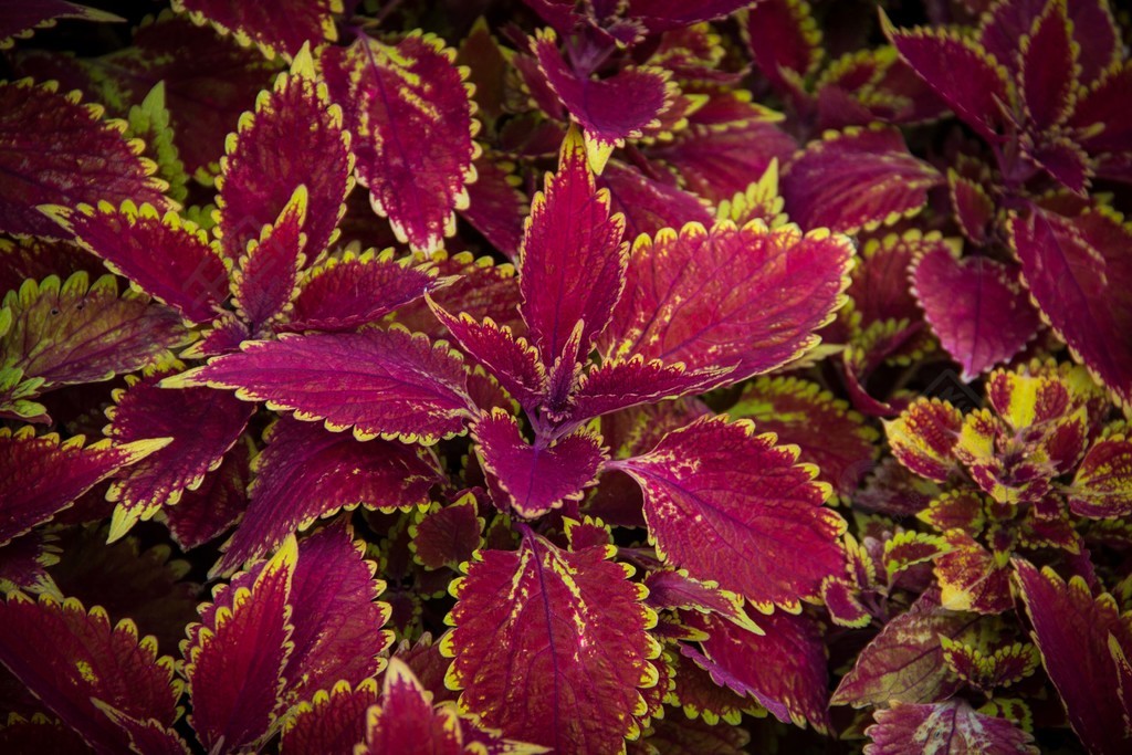 景物摄影五彩苏红色叶子植物