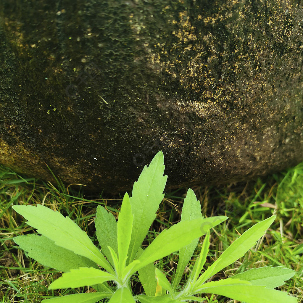 小蓬草特寫綠色植物