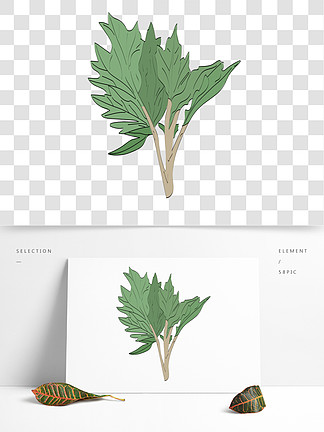 【中草药矢量】图片免费下载_中草药矢量素材_中草药矢量模板-千图网